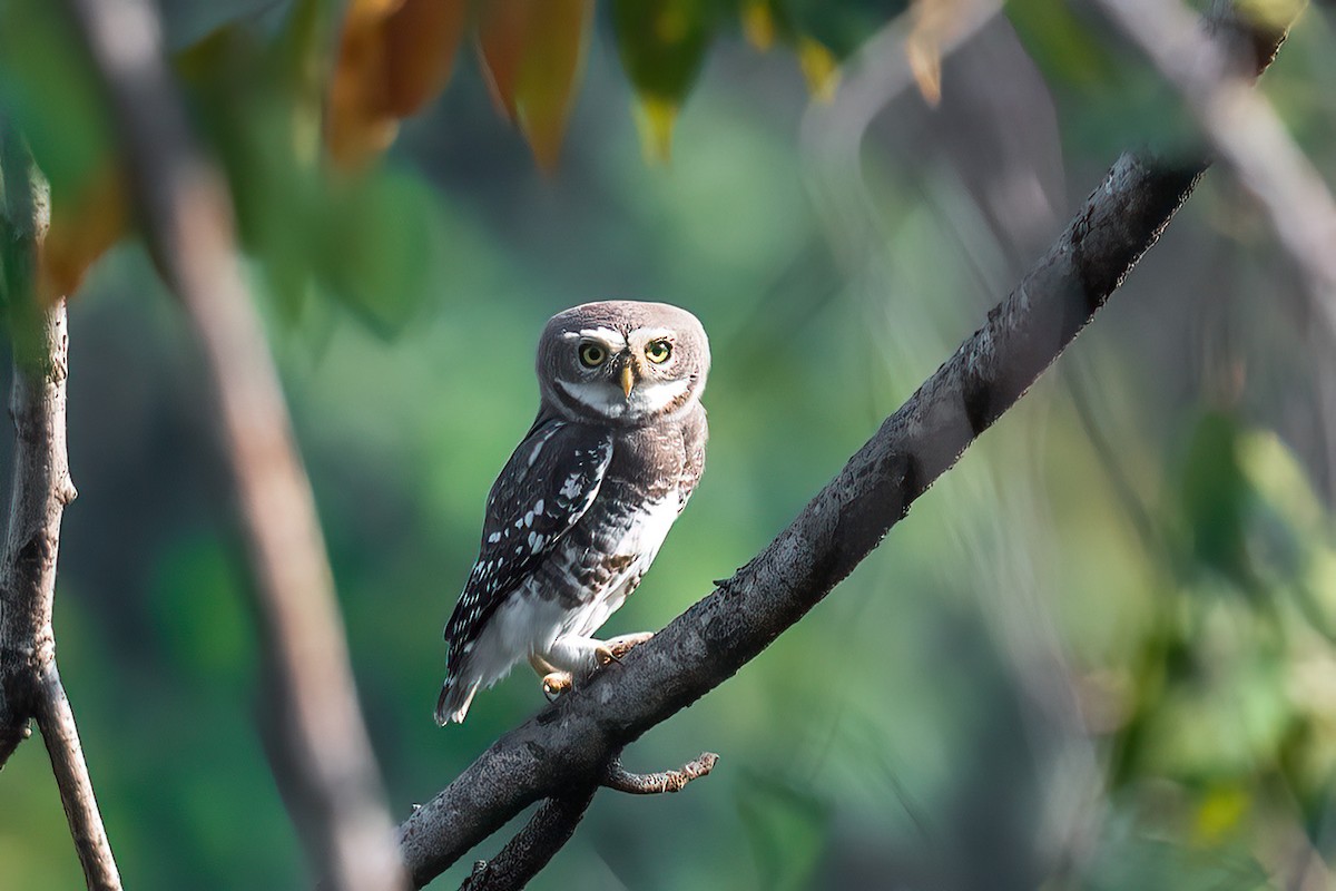 Forest Owlet - ML613671287