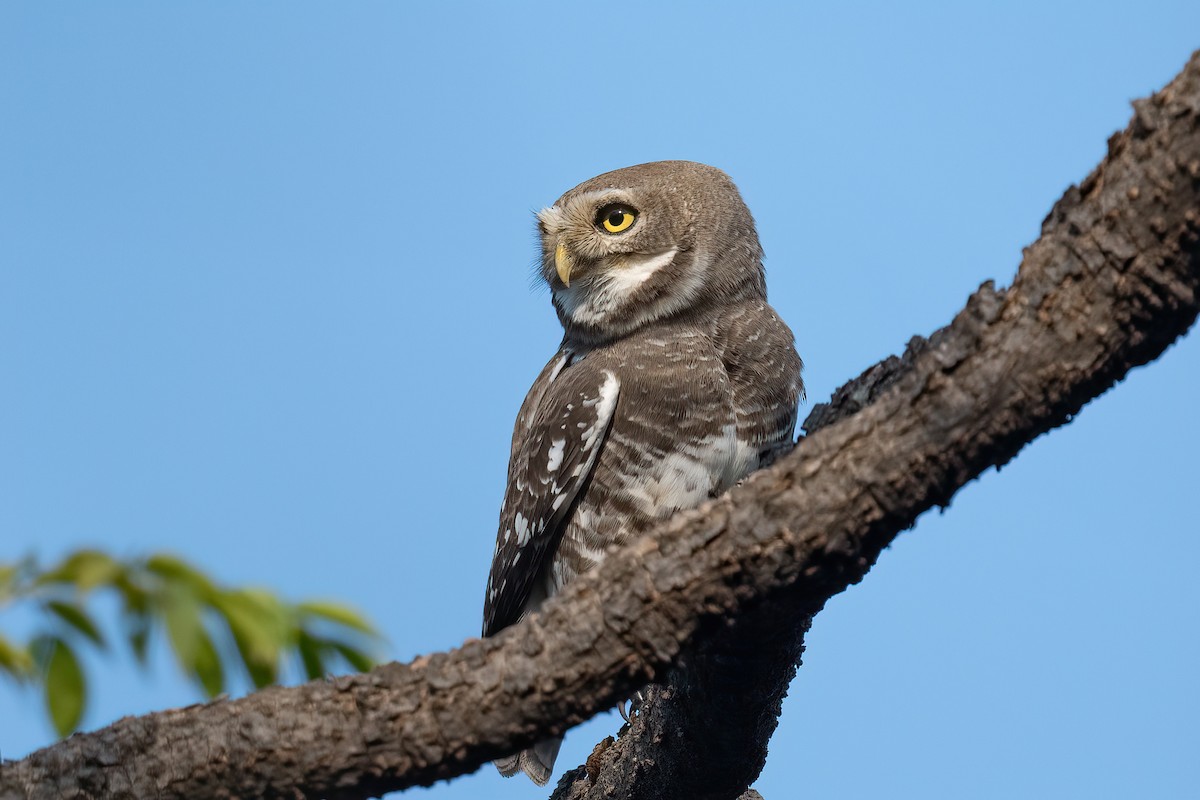 Forest Owlet - ML613671288