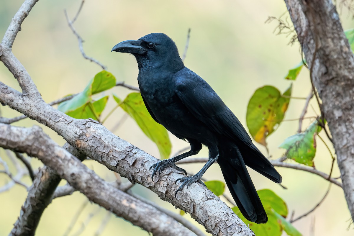 Corbeau à gros bec - ML613671294