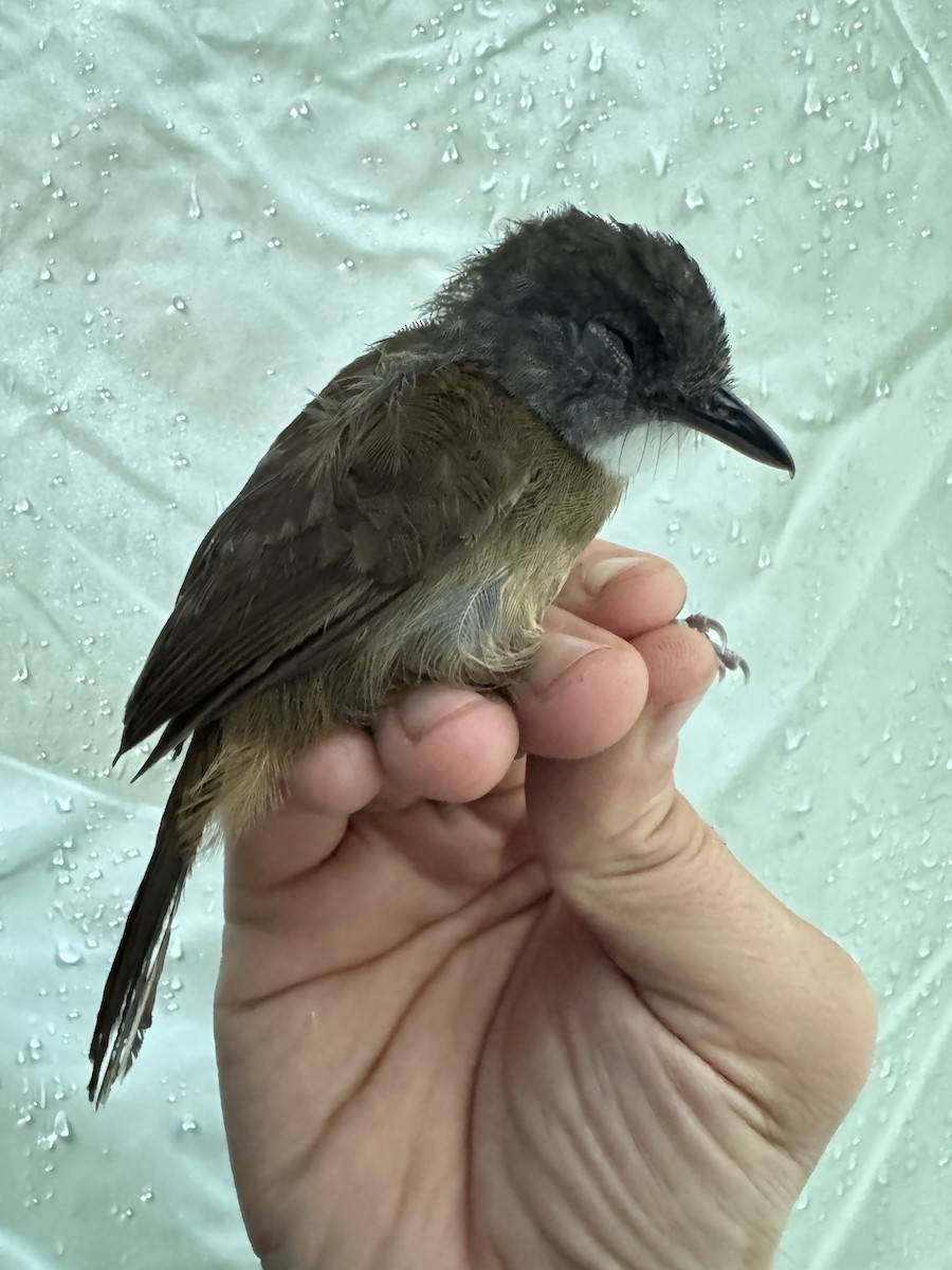 Pale-breasted Illadopsis - ML613671328