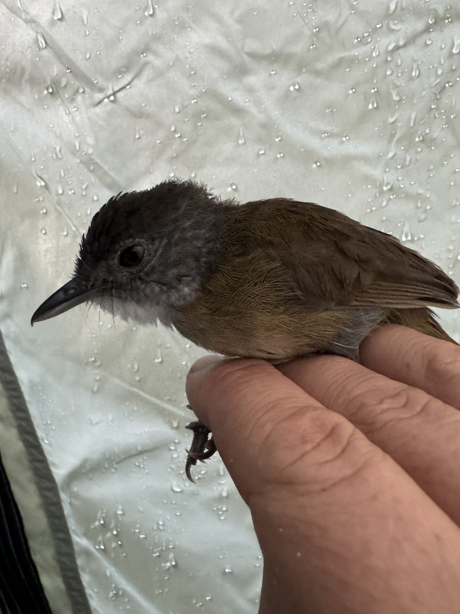 Pale-breasted Illadopsis - ML613671329