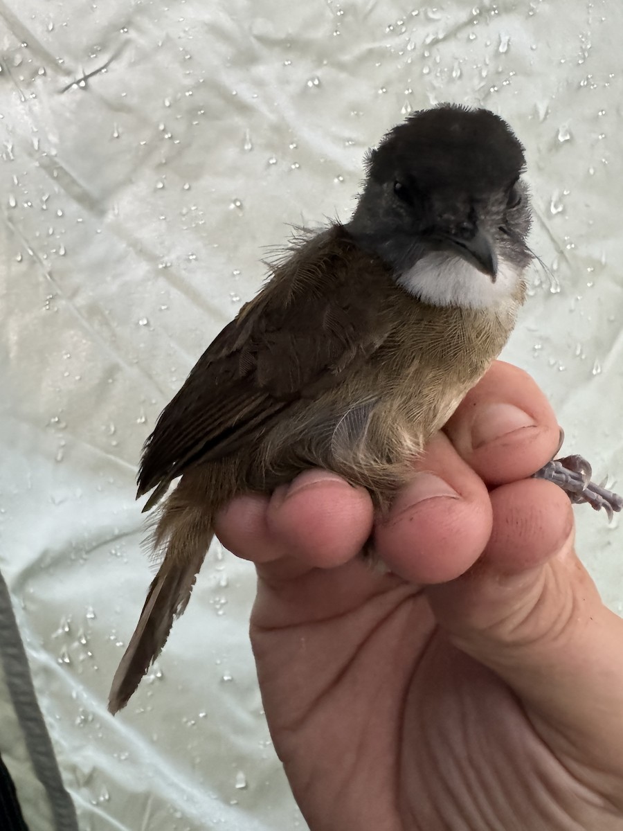 Pale-breasted Illadopsis - ML613671330