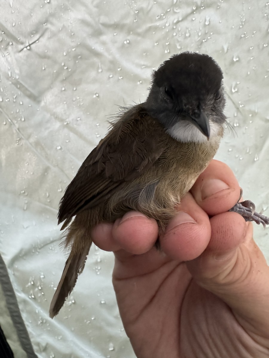 Pale-breasted Illadopsis - ML613671331