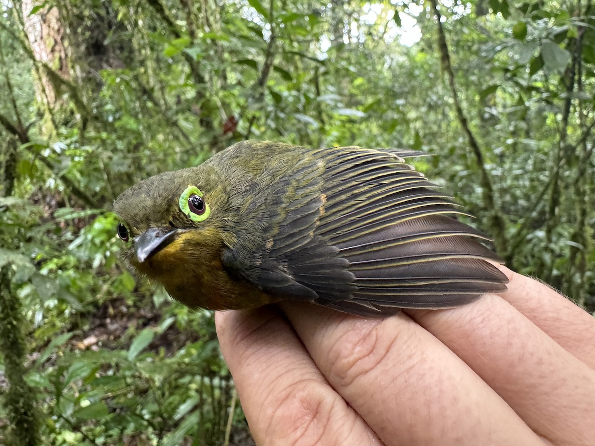 Yellow-bellied Wattle-eye - ML613671349