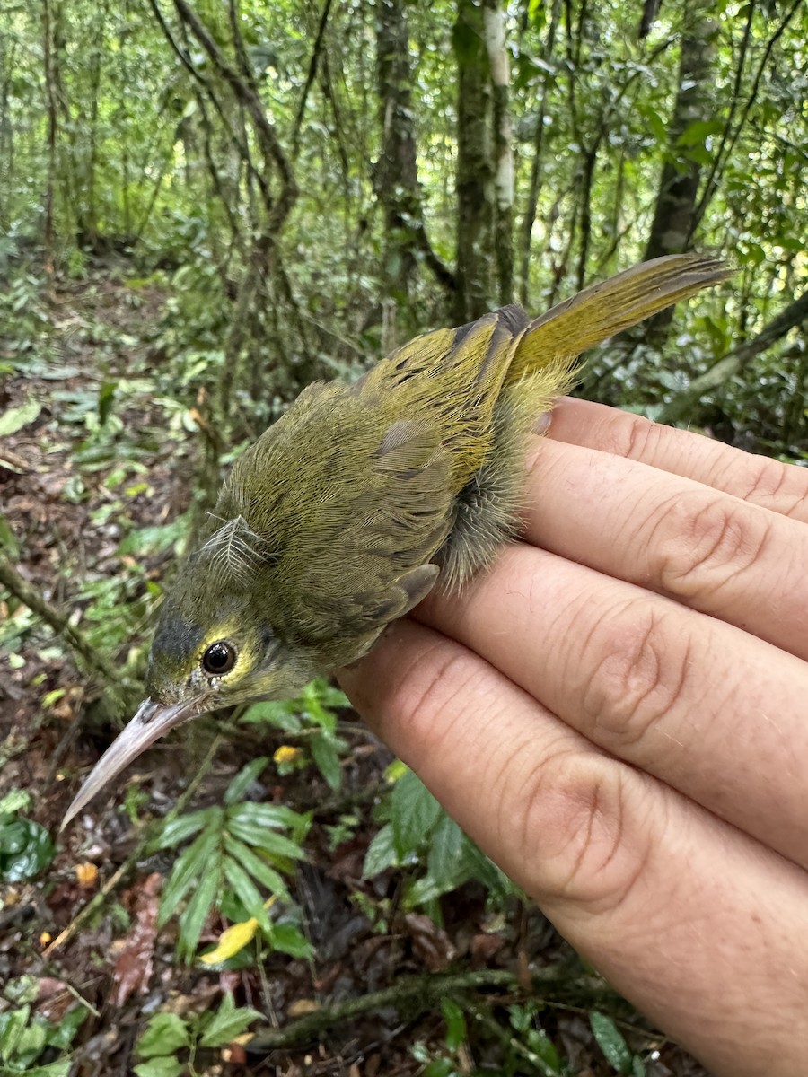 Gray-headed Sunbird - Matt Brady