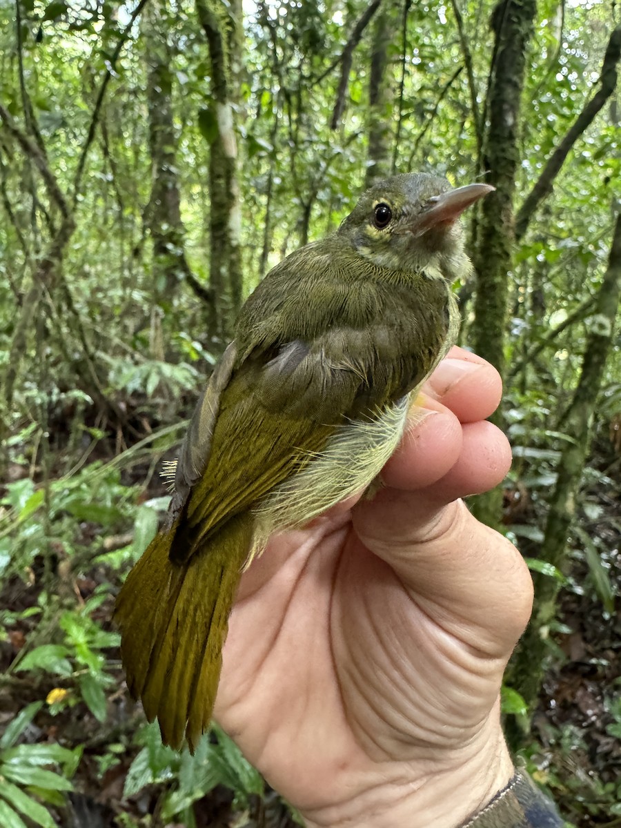 Gray-headed Sunbird - Matt Brady