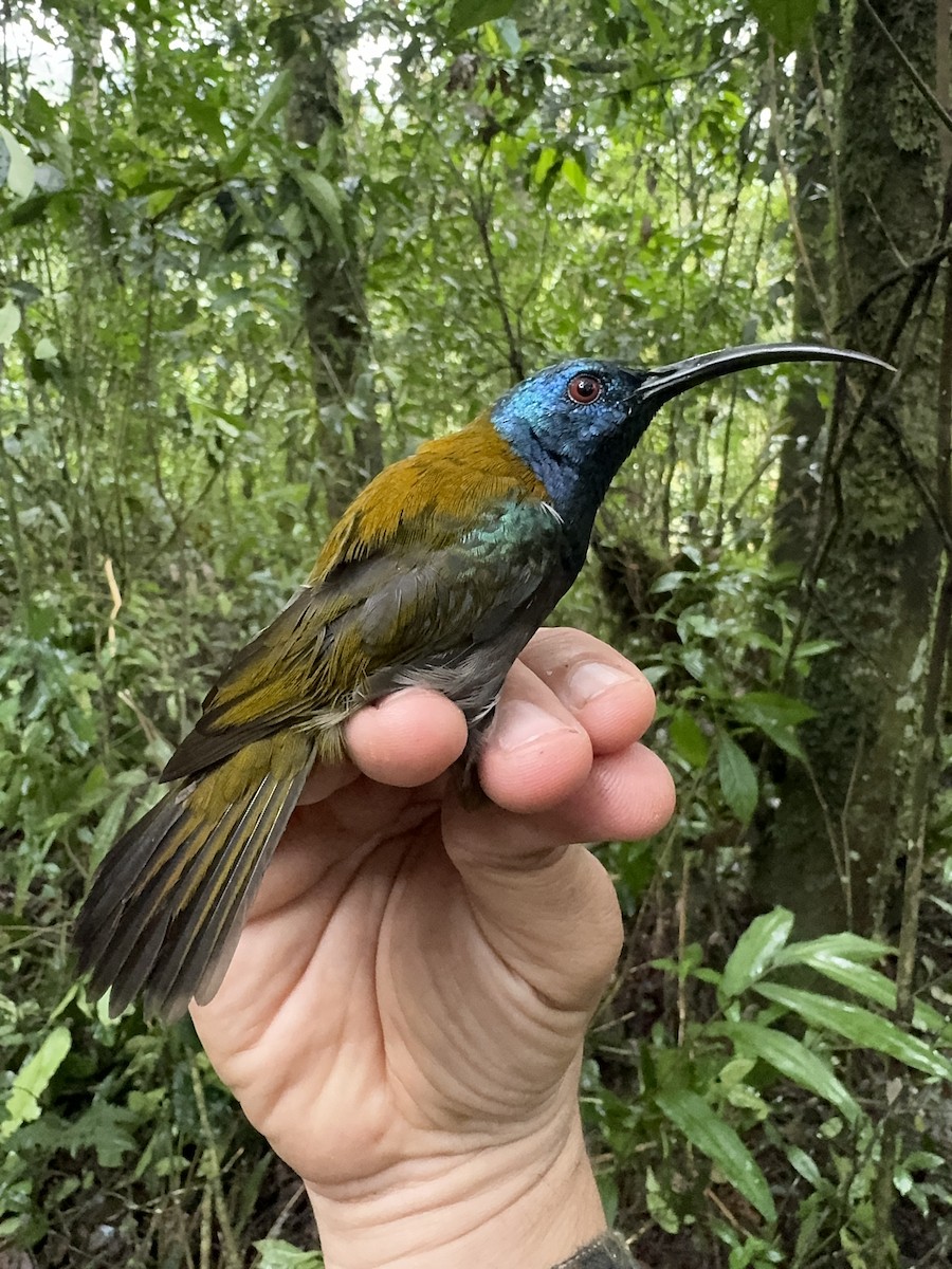 Blue-headed Sunbird - ML613671402