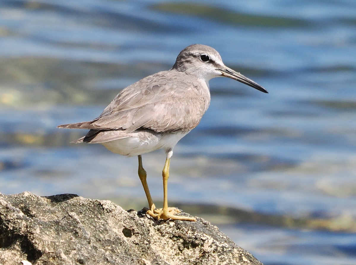 Gray-tailed Tattler - ML613671405