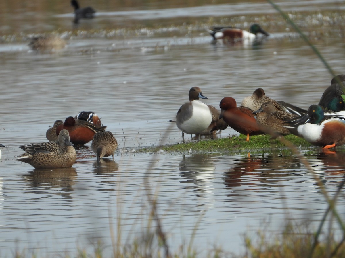 Cinnamon Teal - Howard Friedman