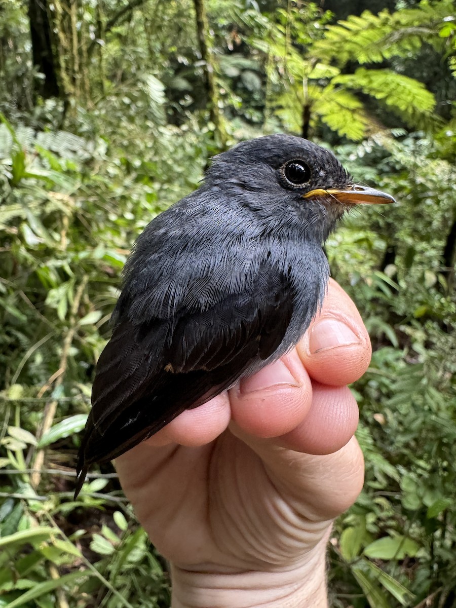 Yellow-footed Flycatcher - ML613671467