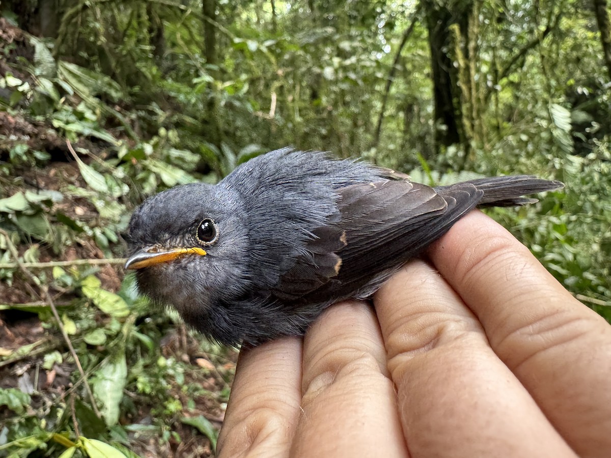 Yellow-footed Flycatcher - ML613671468