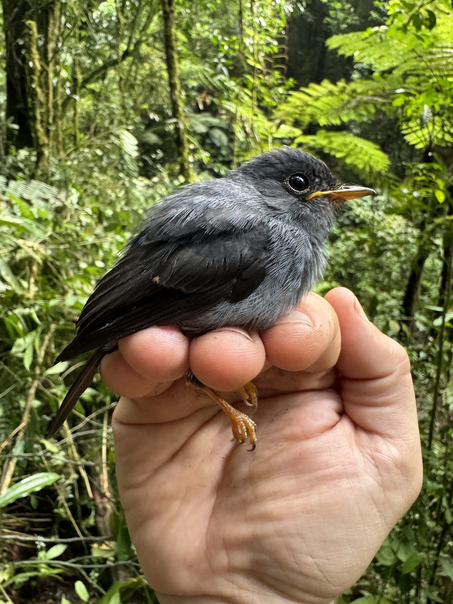 Yellow-footed Flycatcher - ML613671469