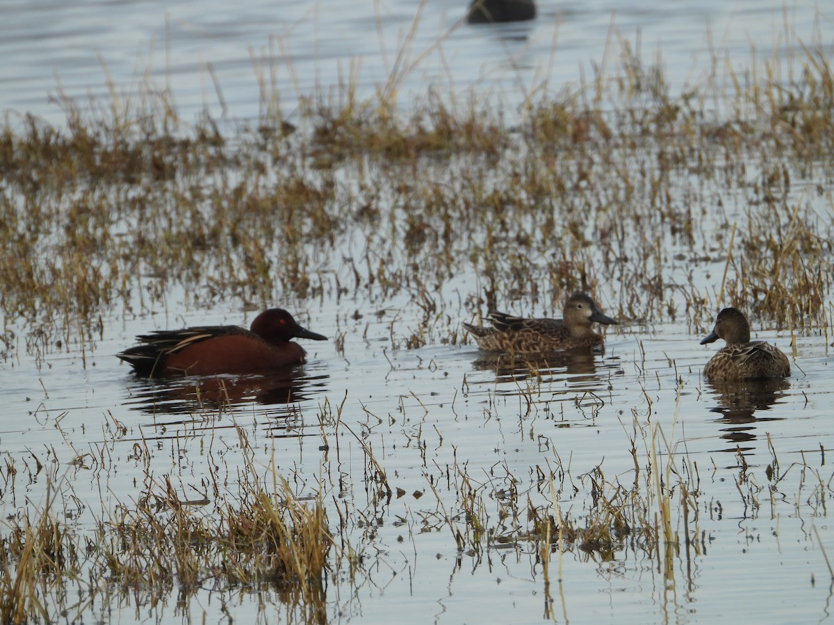 Cinnamon Teal - Howard Friedman