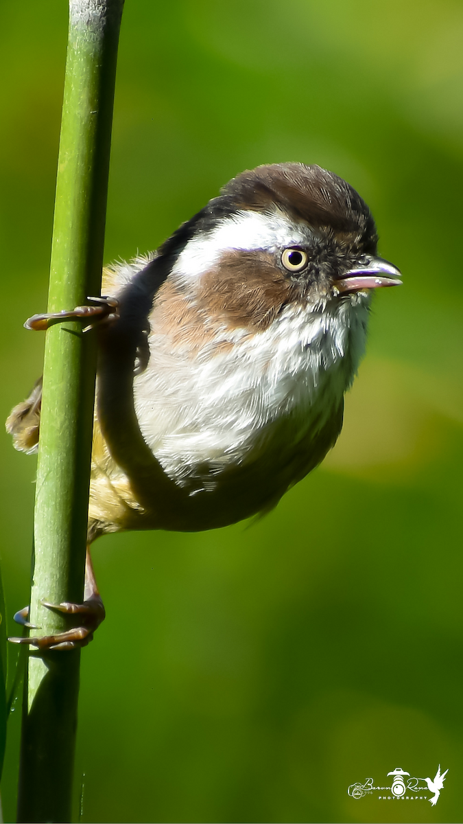 White-browed Fulvetta - ML613671524