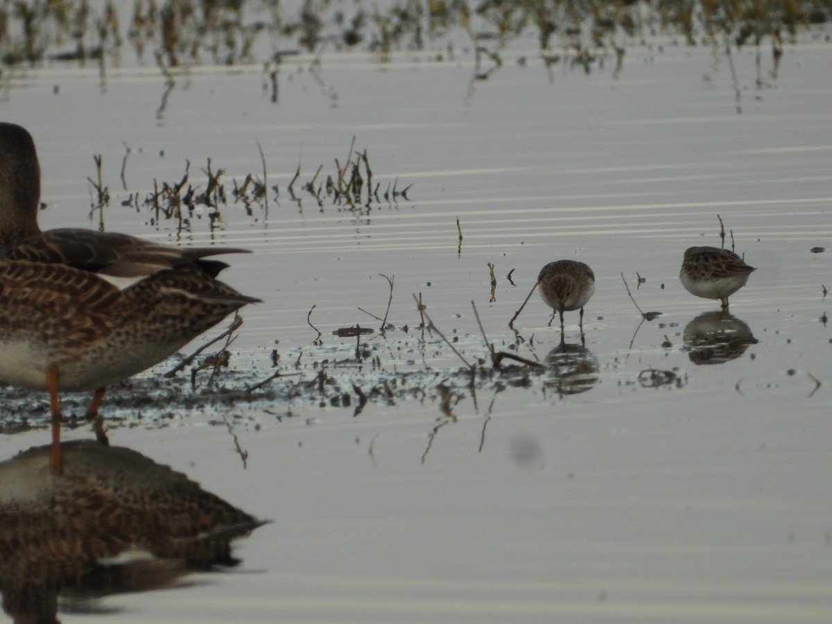 Least Sandpiper - ML613671620