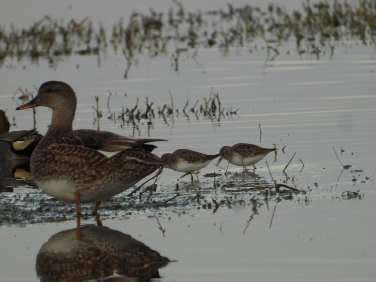 Least Sandpiper - ML613671623