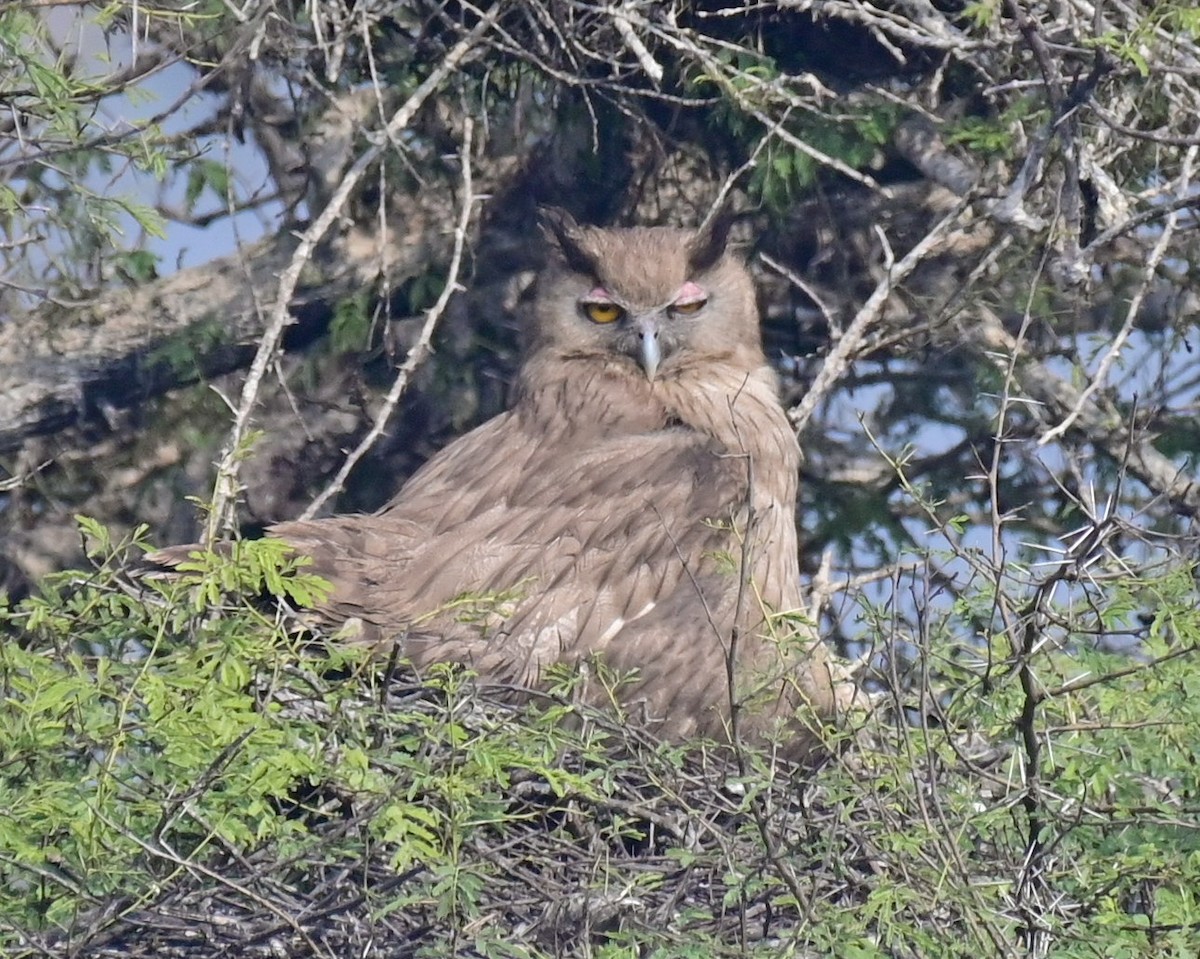 Dusky Eagle-Owl - Arindam Roy