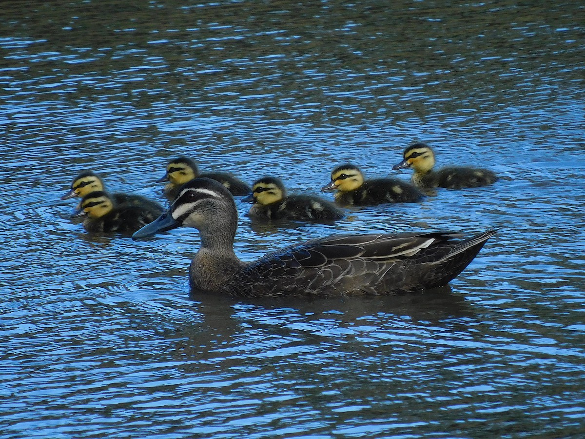 Pacific Black Duck - ML613671777