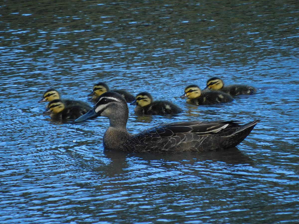 Canard à sourcils - ML613671779