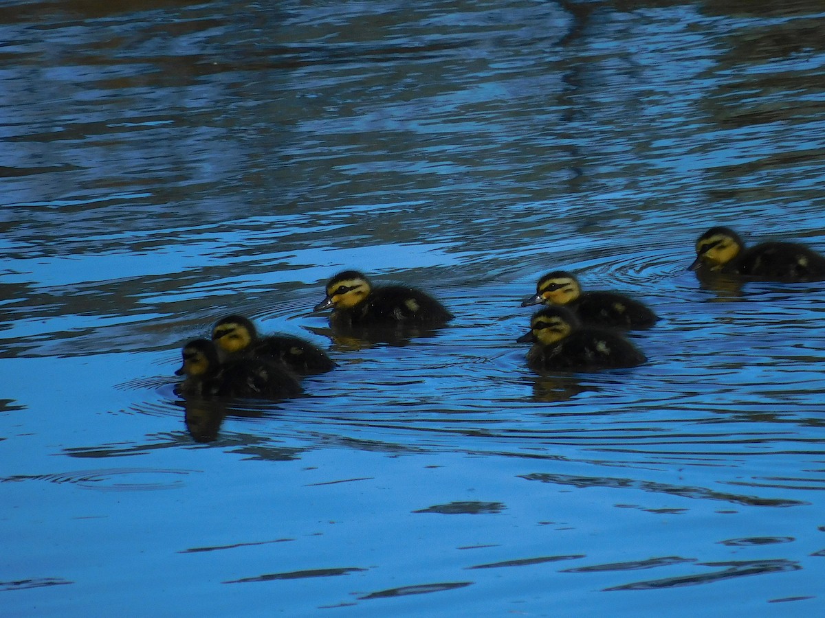 Pacific Black Duck - ML613671785