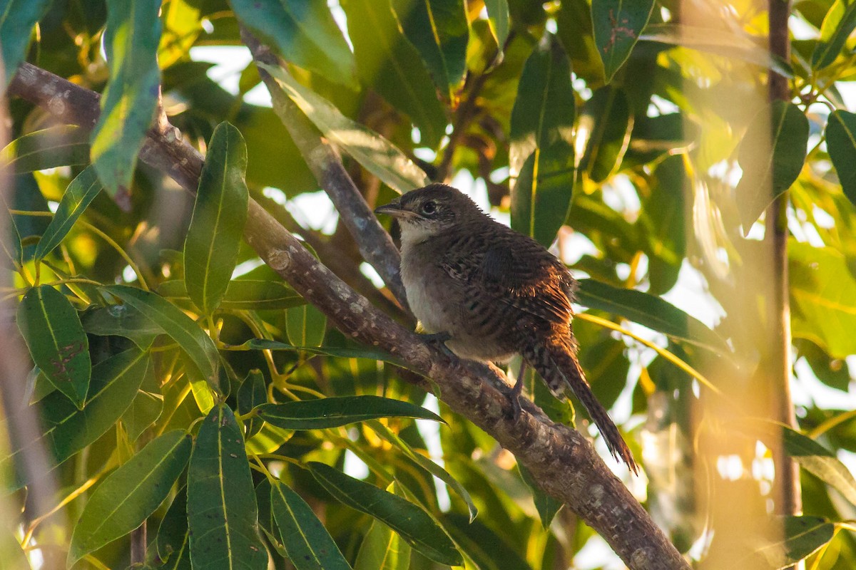 Zapata Wren - ML613671846