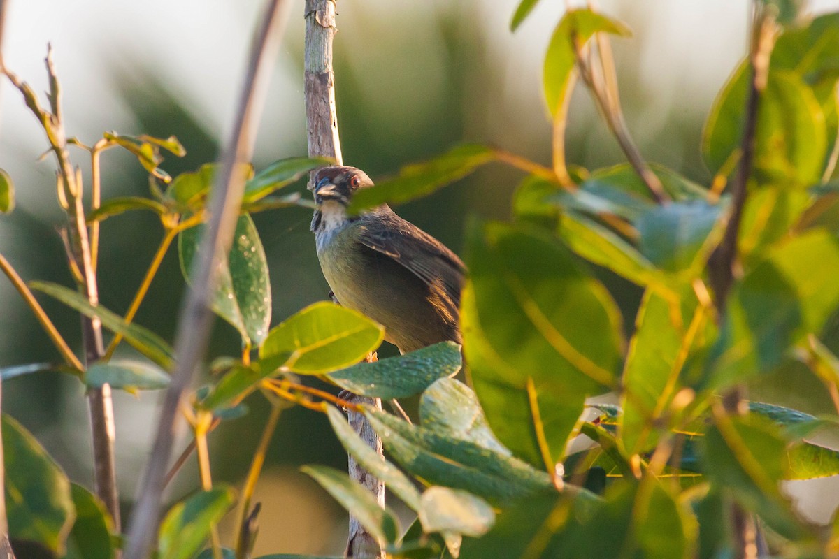 Zapata Sparrow - ML613671853