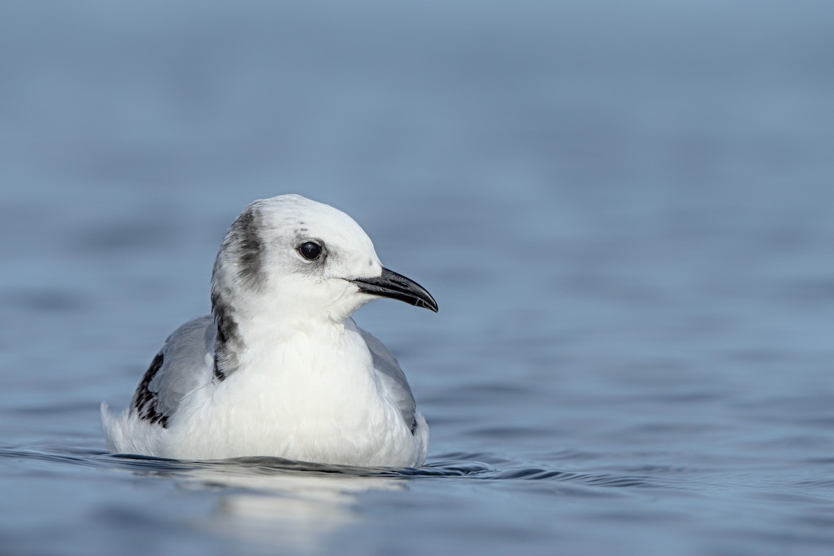 Black-legged Kittiwake - Andy Bankert