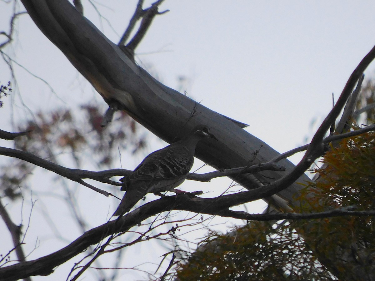 Common Bronzewing - ML613671913