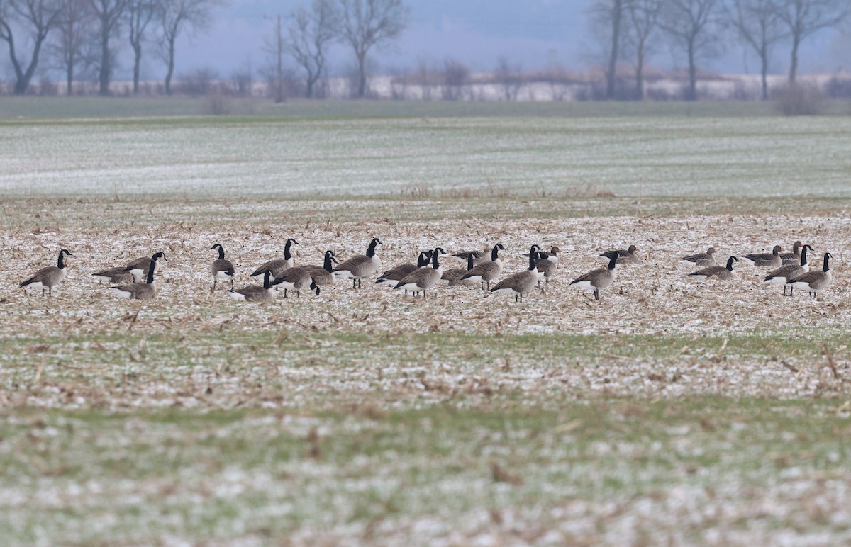 Canada Goose - Zbigniew Kajzer