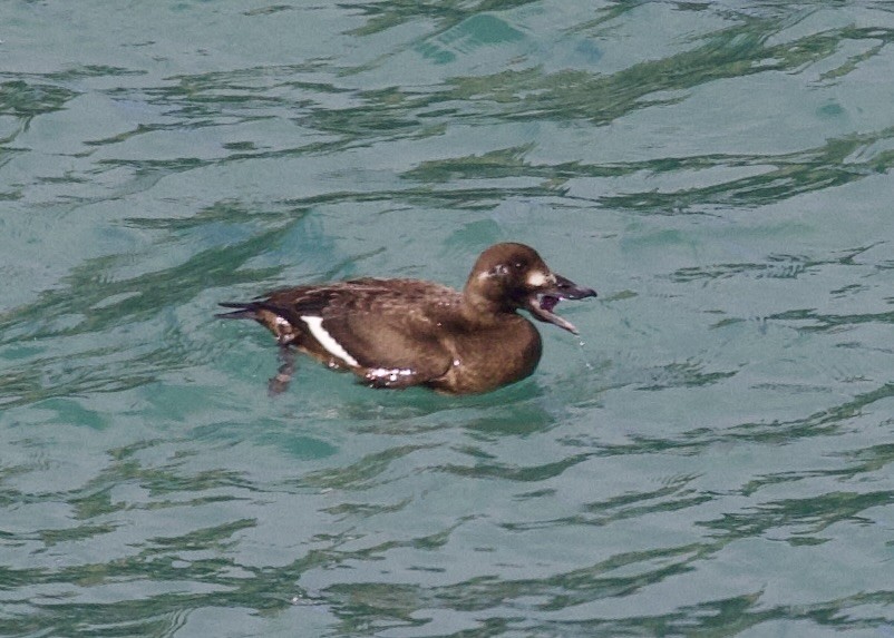 White-winged Scoter - ML613671938