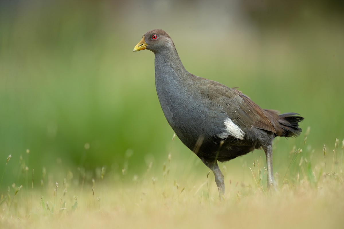 Tasmanian Nativehen - ML613671990