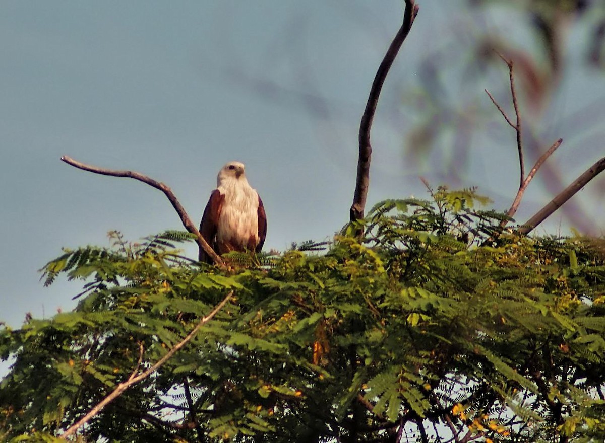 Brahminy Kite - ML613671999