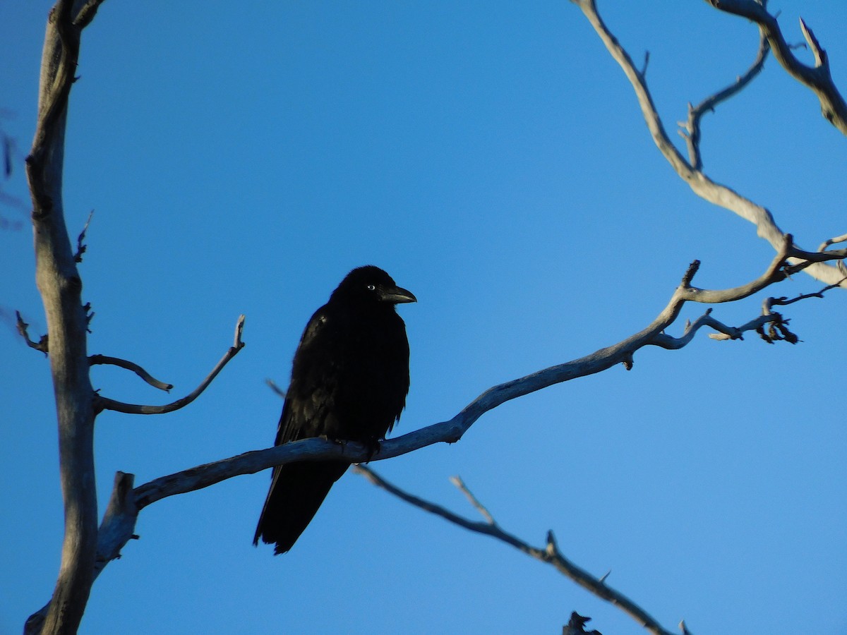 Corbeau de Tasmanie - ML613672016