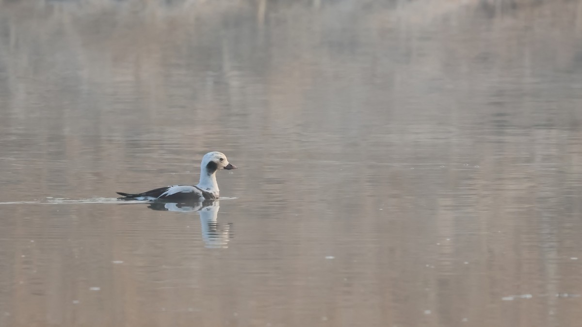 Long-tailed Duck - ML613672022