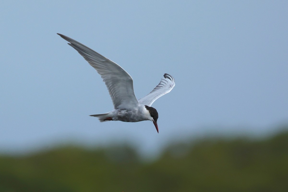 Whiskered Tern - Chris Wiley
