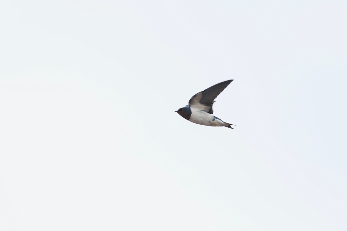 Barn Swallow - Chris Wiley