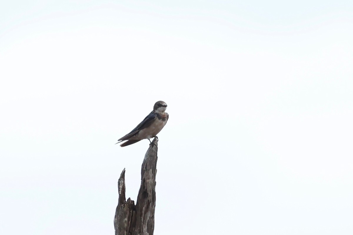 Barn Swallow - Chris Wiley