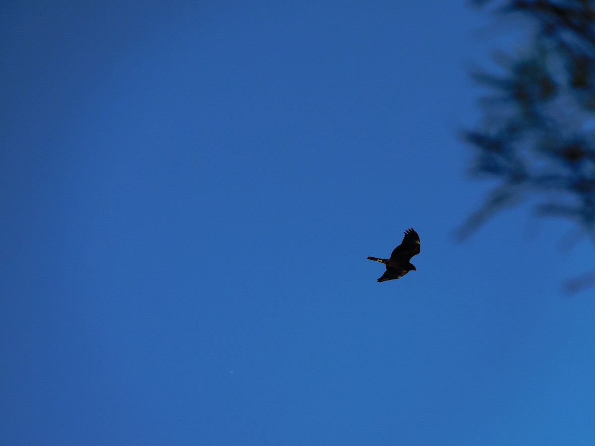 Swamp Harrier - ML613672099