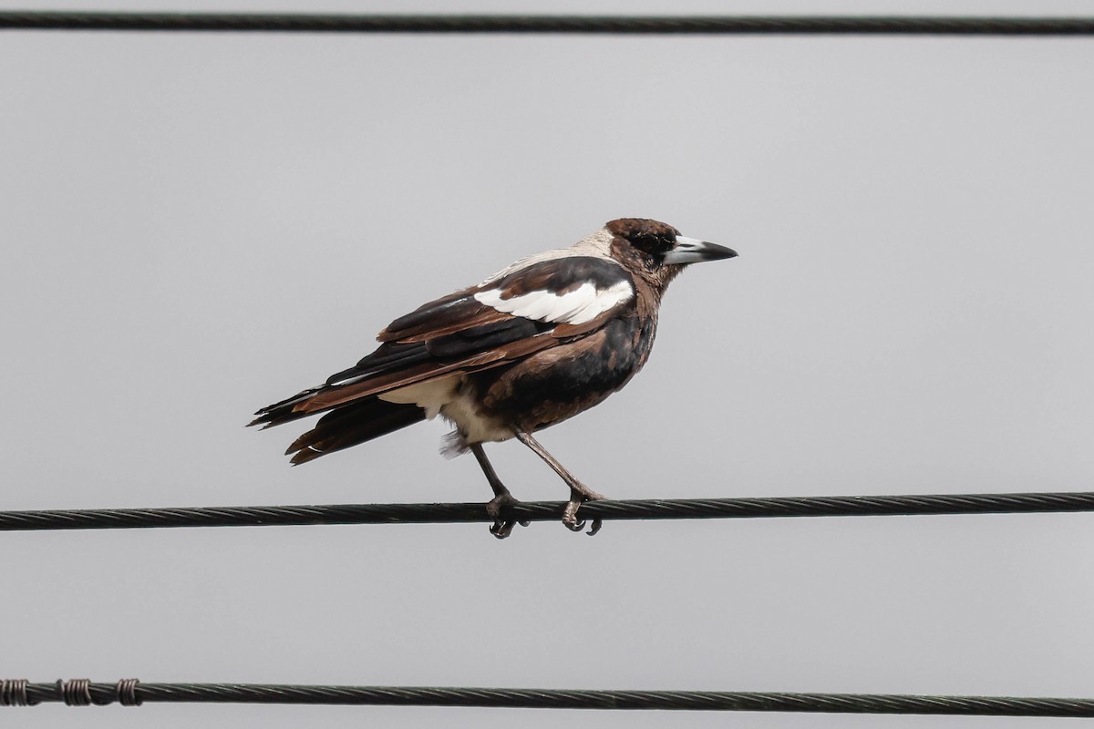 Australian Magpie - ML613672177