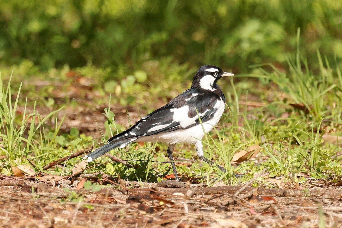 Magpie-lark - ML613672193