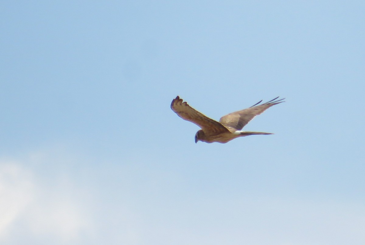 Montagu's Harrier - ML613672202