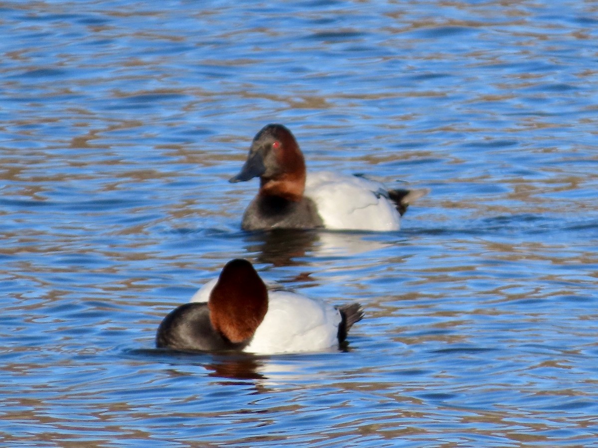 Canvasback - ML613672212