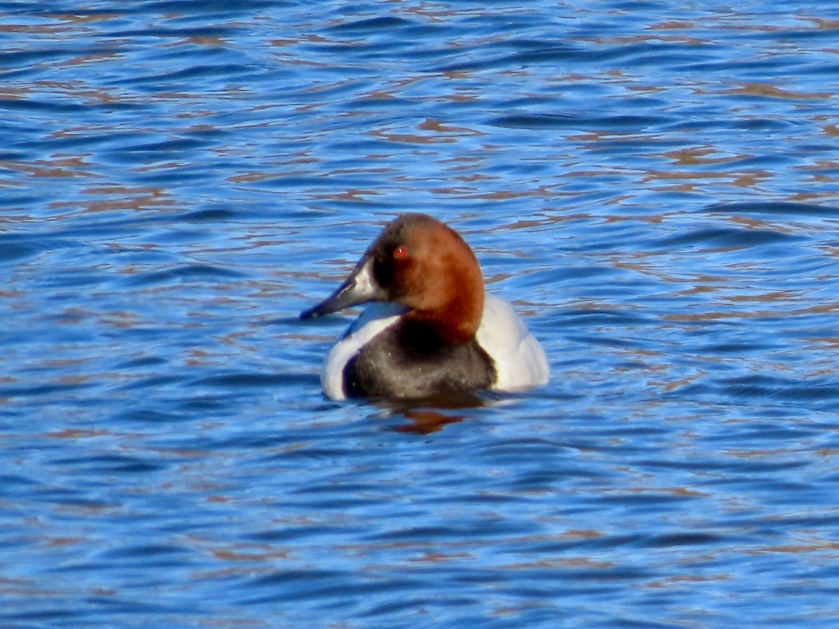 Canvasback - ML613672213