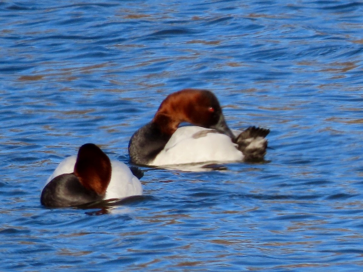 Canvasback - ML613672214