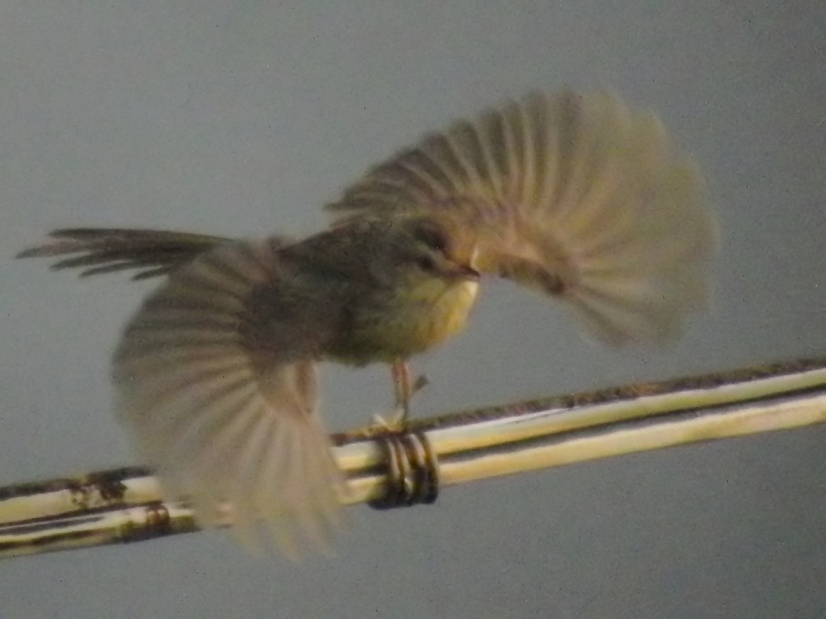 Yellow-bellied Prinia - ML613672217