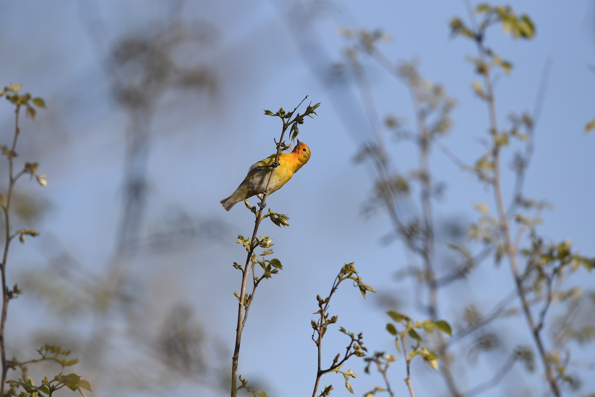 Mésange tête-de-feu - ML613672424