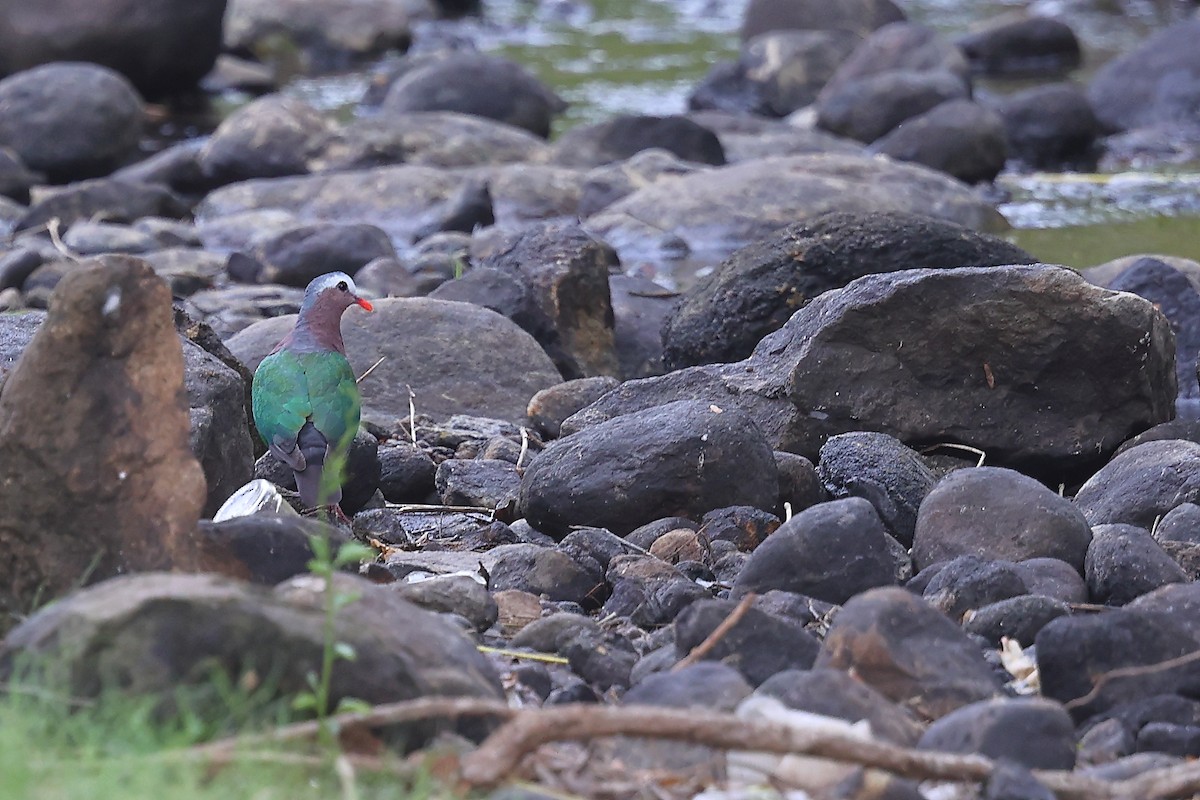 holub zelenokřídlý - ML613672536