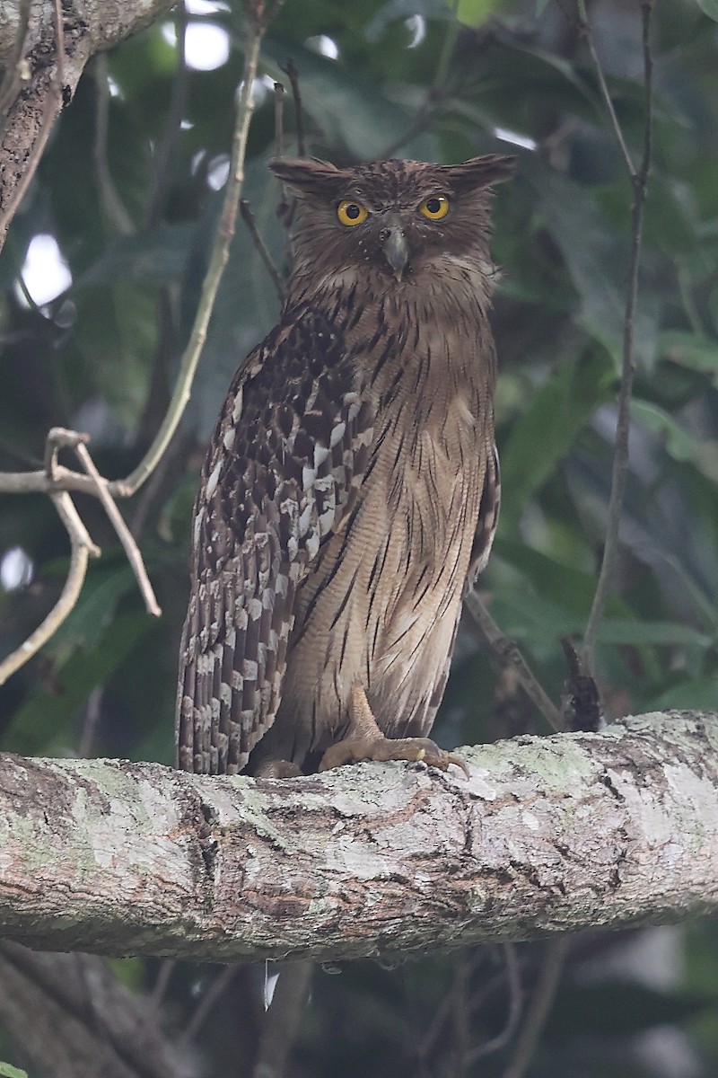 Brown Fish-Owl - ML613672544