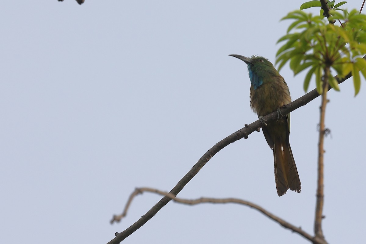 Blue-bearded Bee-eater - ML613672550