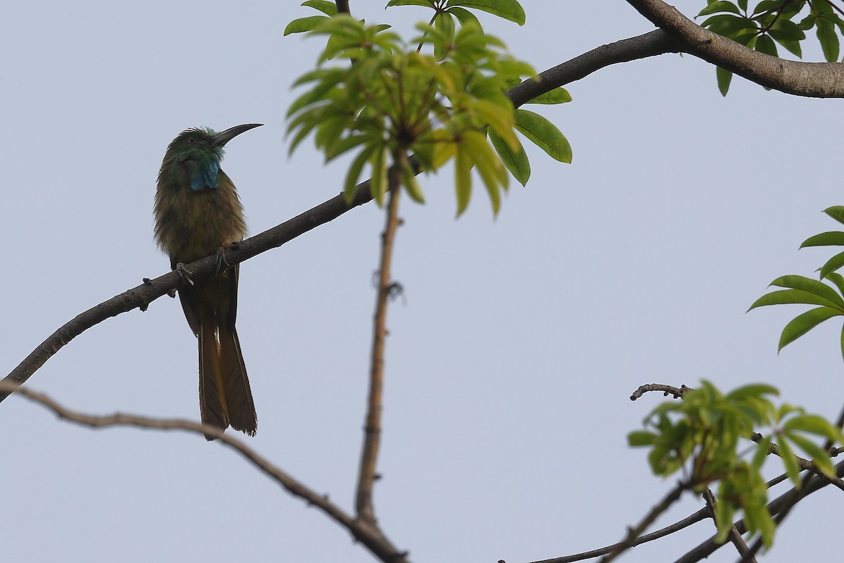 Blue-bearded Bee-eater - ML613672551